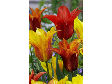 25,05���. ������� ������ �����(��� 10 ��. ���������� ������ 5��.).jpg