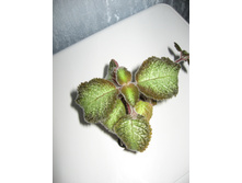 ������� Blue Nile (������� ���)