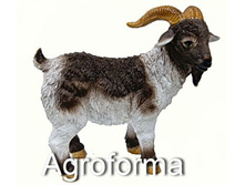 ����� ����������