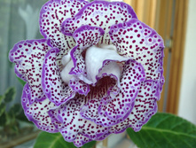 ��������� ��-�����