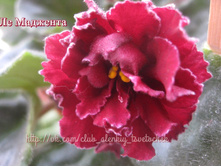 �� ��������