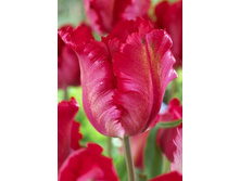 23,18���. ������� ������ ����(��� 10 ��. ���������� ������ 5��.).jpg