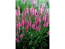 �������� Royal Pink ���� 120��� � ������� 10��.jpg