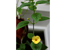 Clouded Yellow. ������ ��������. 15.05.