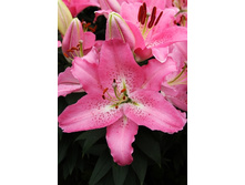 35,29���. ����� ��� ������(��� 7 ��. ���������� ������ 3 ��� 4 ��.).jpg