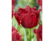 21,3���. ������� �������(��� 10 ��. ���������� ������ 5��.).jpg