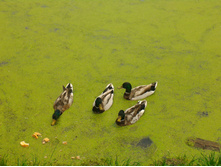 P 20160528 103157.jpg