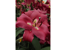 43,3���. ����� ��� ����(�������� ���� �� 5 ��., ����������� ����� 1��.).jpg