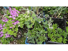 ������ ����������� ���������