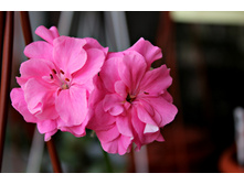 ���������� Zebra Lee.jpg