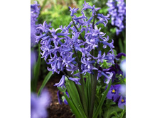 38,86���. ������� ���������(��� 5 ��. ���������� ������ 2 ��� 3 ��.).jpg