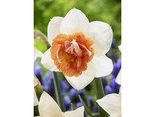 25,99���. ������� ����� ��������(��� 10 ��. ���������� ������ 5��.).jpg