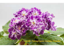 ������� ���������� (�����)