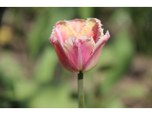 ������� ������ (�ϣ ����)