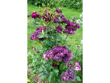 Midnight Blue-750�