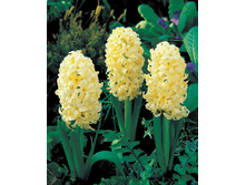 ������� ������ ��������.jpg