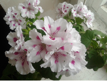 20160405 091525.jpg