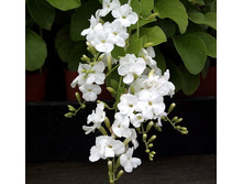 ������� �����- ������ �������� ....