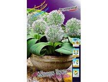 29,5���. ��� �����. ������ ����(��� 5 ��. ���������� ������ 2 ��� 3 ��.).jpg