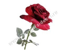 3760169244819 ������ ������������� ����, 67�� 72 391.jpg