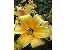 43,3���. ����� ������(�������� ���� �� 5 ��., ����������� ����� 1��.)���16.jpg