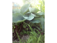 IMG 20160528 154915.jpg