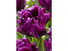 17,56���. ������� ����� �����(��� 10 ��. ���������� ������ 5��.)���15.jpg