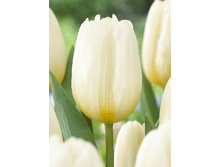 18,5���. ������� ���� ��������(��� 10 ��. ���������� ������ 5��.)���15.jpg