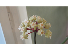 Hoya Sp 18 palau Germany- ������ ....