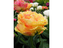 45,01���. ������� ���� ��� ����(�������� ���� �� 7 ��., ����������� ����� 1��.).jpg