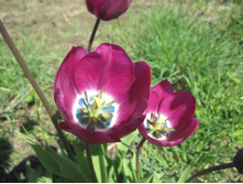 ����� 010.jpg