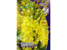 79,3���. ����� (eremurus) ������(�������� ���� �� 1 ��., ����������� ����� 1��.).jpg