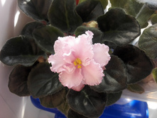 IMG 20160528 144106.jpg