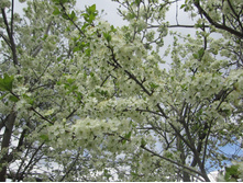 ����� 015.jpg