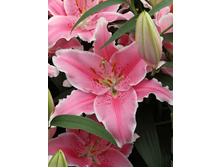 31,06���. ����� ���� ������(��� 5 ��. ���������� ������ 2 ��� 3 ��.)���16.jpg