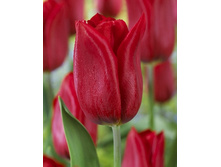 20,74���. ������� ������ ���(��� 10 ��. ���������� ������ 5��.)���15.jpg