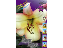 31,7���. ����� ���� ����(��� 7 ��. ���������� ������ 3 ��� 4 ��.).jpg