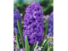 ������� ������� �����.jpg