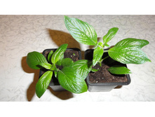 ������ �������  -  150  ���.