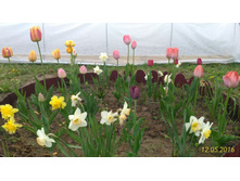 P 20160512 104442 1 p.jpg