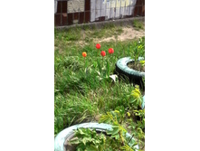 IMG 20160430 105252.jpg