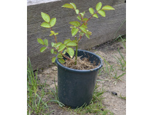 ���� ���������� �������