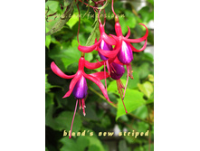 ������ Bland's New Striped