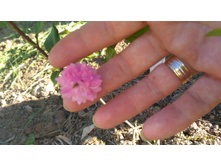 P 20160514 174647 1 p.jpg