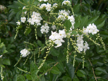 ������� �����- ������ �������� ....