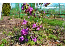 ������ ����� ������