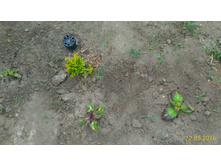 P 20160512 104053 1 p.jpg