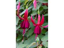 ������ Gerrit Tamerus