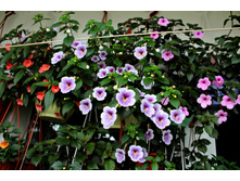 Peach Glow, Ambroise Vershaffelt, P�ach Blossom