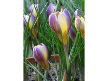 ������ ������.jpg